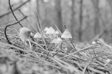 Monochromatic closeup photo of group of tiny mushrooms surrounded by needles growing in pine forest