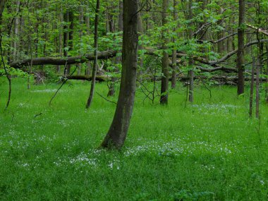Forest of trees of various age, there are young maple trees and some old trees are fallen undergrowth vegetation is fresh green and some with white flowers are growing there