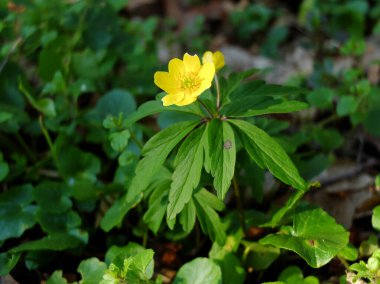 Yellow wood anemone - windflower growing and flowering in spring forest, during sunny day, surrounded by lush green vegetation