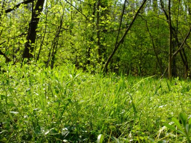 Fresh green grass and other lush vegetation growing in young spring forest during sunny day