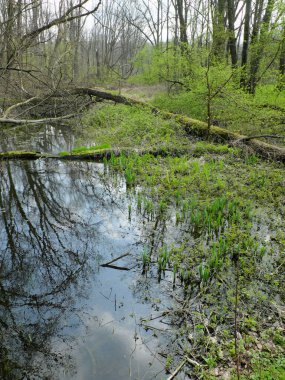 Forest is reflected in a stream - part of marsh where a lot of water plants grow