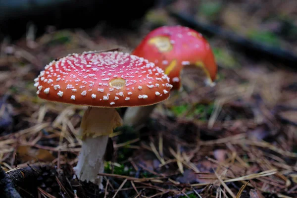 Dos Champiñones Mosca Amanita Amanita Muscaria Creciendo Uno Lado Del — Foto de Stock