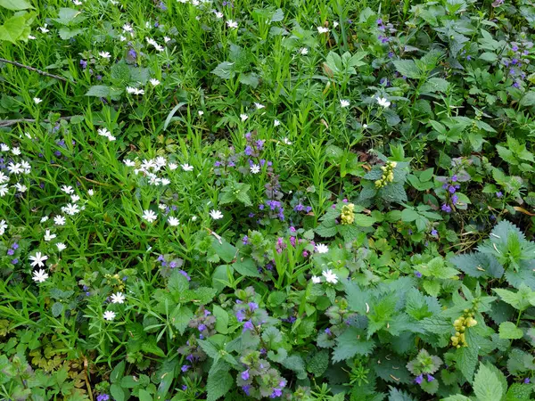 Diverses Espèces Plantes Aux Fleurs Violettes Violettes Jaunes Blanches Fleurissent — Photo