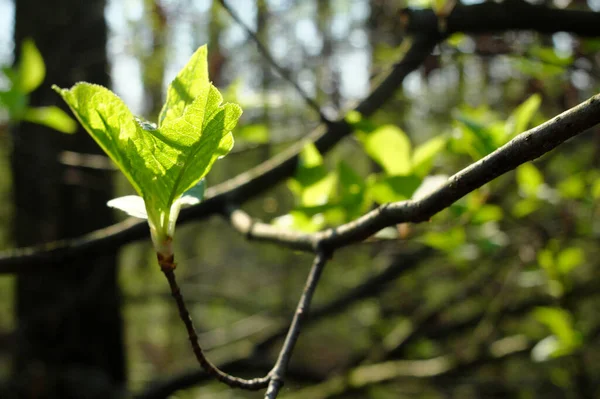 用嫩绿色叶子包裹森林树木 新鲜出芽 — 图库照片