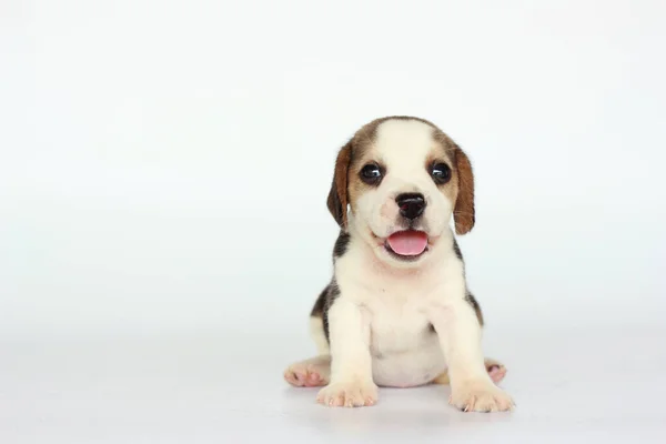 Liten Beagle Valp Grönt Gräs Med Kopia Utrymme För Reklam — Stockfoto