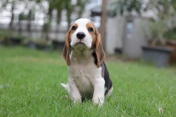 Pequeño Cachorro Beagle Hierbas Verdes Con Espacio Copia Para Publicidad —  Fotos de Stock