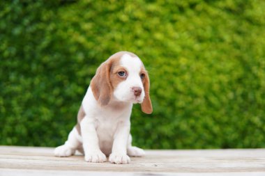 Tazı öncelikle av tavşanı için geliştirildi. Ahşap zeminde reklam ya da metin için fotokopi alanı olan sevimli köpek yavrusu..