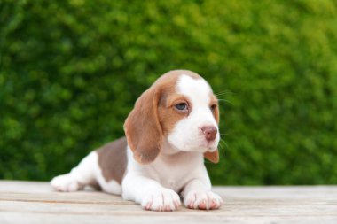 Tazı öncelikle av tavşanı için geliştirildi. Harika bir koku alma duyusu ve üstün takip içgüdüleri var..