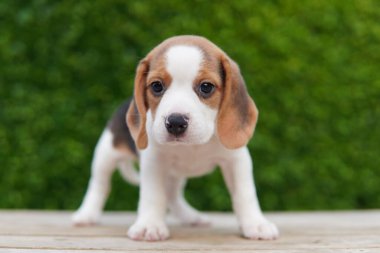 Tazı öncelikle av tavşanı için geliştirildi. Harika bir koku alma duyusu ve üstün takip içgüdüleri var..