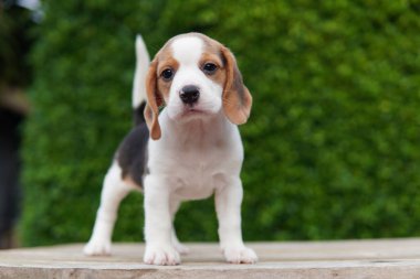 Tazı öncelikle av tavşanı için geliştirildi. Harika bir koku alma duyusu ve üstün takip içgüdüleri var..