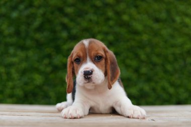 Tazı öncelikle av tavşanı için geliştirildi. Harika bir koku alma duyusu ve üstün takip içgüdüleri var..