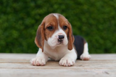 Tazı öncelikle av tavşanı için geliştirildi. Harika bir koku alma duyusu ve üstün takip içgüdüleri var..