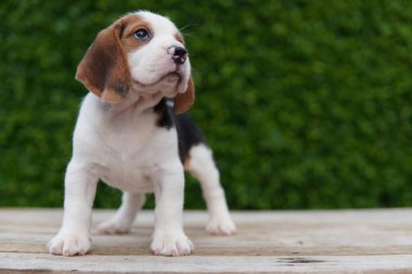 Tazı öncelikle av tavşanı için geliştirildi. Harika bir koku alma duyusu ve üstün takip içgüdüleri var..