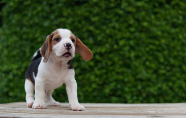 Tazı öncelikle av tavşanı için geliştirildi. Harika bir koku alma duyusu ve üstün takip içgüdüleri var..