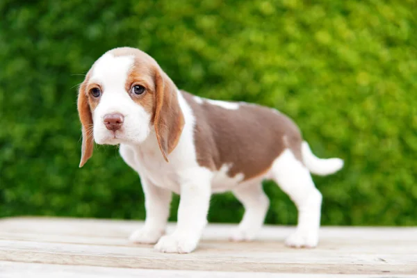 Beagle Vooral Ontwikkeld Voor Jacht Haas Schattige Pup Houten Vloeren — Stockfoto