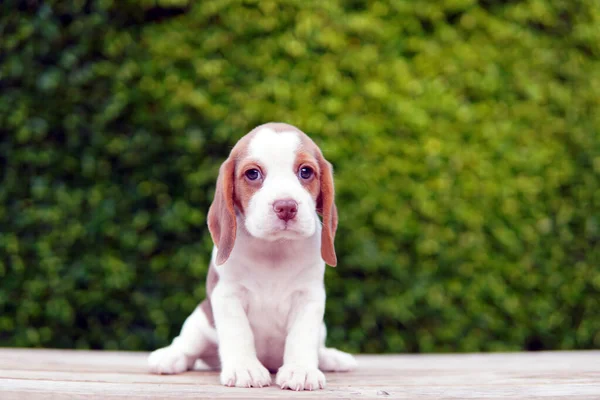 Beagle Developed Primarily Hunting Hare Adorable Puppy Wood Floors Copy — Stock Photo, Image