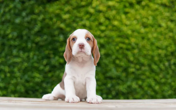 Beagle Vooral Ontwikkeld Voor Jacht Haas Schattige Pup Houten Vloeren — Stockfoto