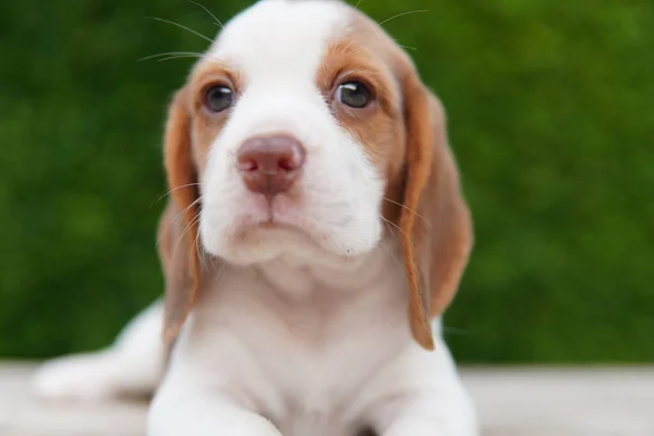 Beagle Vooral Ontwikkeld Voor Jacht Haas Het Bezit Van Een — Stockfoto