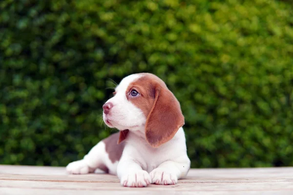 Der Beagle Wurde Erster Linie Für Die Hasenjagd Entwickelt Ein — Stockfoto