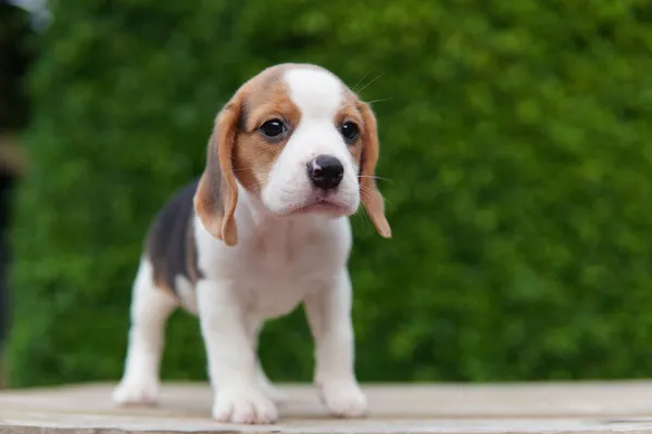 Beagle Fue Desarrollado Principalmente Para Liebre Caza Poseer Gran Sentido —  Fotos de Stock