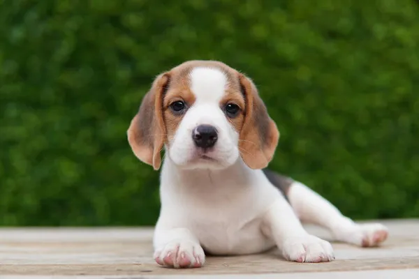 Beagle Elsősorban Nyúl Vadászatra Fejlesztették Kiváló Szaglás Kiváló Nyomkövető Ösztönök — Stock Fotó