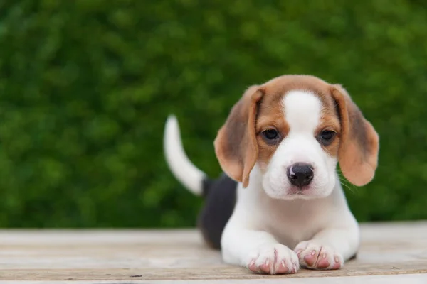 Beagle Fue Desarrollado Principalmente Para Liebre Caza Poseer Gran Sentido — Foto de Stock