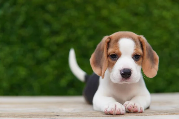 Beagle Elsősorban Nyúl Vadászatra Fejlesztették Kiváló Szaglás Kiváló Nyomkövető Ösztönök — Stock Fotó