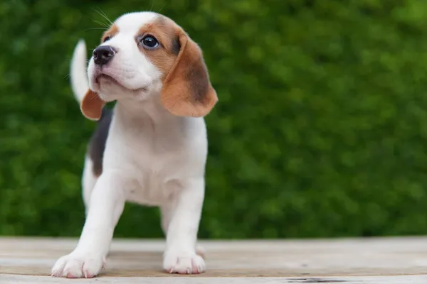 Beagle Elsősorban Nyúl Vadászatra Fejlesztették Kiváló Szaglás Kiváló Nyomkövető Ösztönök — Stock Fotó