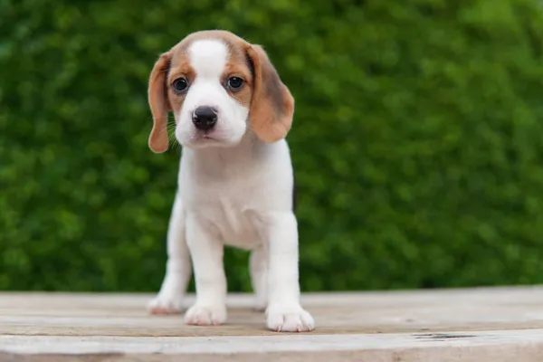 Beagle Fue Desarrollado Principalmente Para Liebre Caza Poseer Gran Sentido —  Fotos de Stock