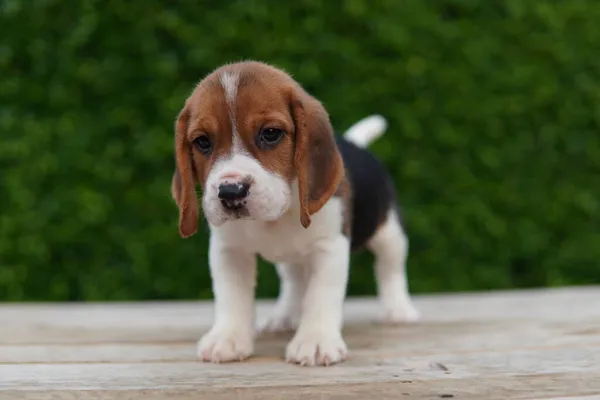 Beagle Elsősorban Nyúl Vadászatra Fejlesztették Kiváló Szaglás Kiváló Nyomkövető Ösztönök — Stock Fotó