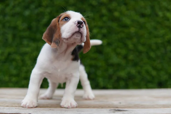 Beagle Foi Desenvolvido Principalmente Para Caçar Lebre Possuindo Grande Senso — Fotografia de Stock