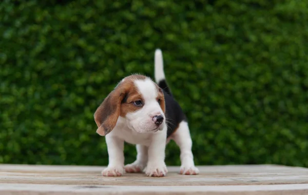 Beagle Developed Primarily Hunting Hare Possessing Great Sense Smell Superior — Stock Photo, Image