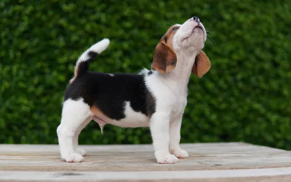 Beagle Foi Desenvolvido Principalmente Para Caçar Lebre Possuindo Grande Senso — Fotografia de Stock