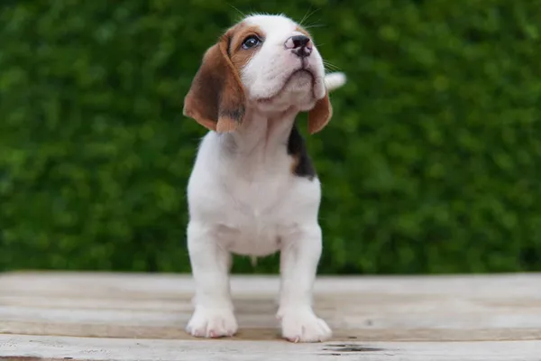 Beagle Vooral Ontwikkeld Voor Jacht Haas Het Bezit Van Een — Stockfoto