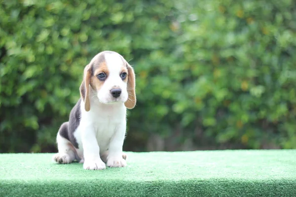 Tri Kleur Beagle Puppy Groene Achtergrond Met Kopieerruimte Voor Advertenties — Stockfoto
