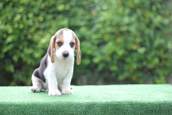 Tri Kleur Beagle Puppy Groene Achtergrond Met Kopieerruimte Voor Advertenties — Stockfoto