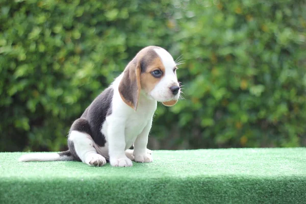 Tri Kleur Beagle Puppy Groene Achtergrond Met Kopieerruimte Voor Advertenties — Stockfoto
