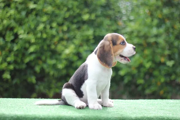 Tri Color Beagle Puppy Green Background Copy Space Ads Text — Stock Photo, Image