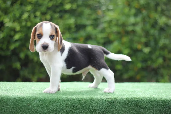 Tri Colore Beagle Cucciolo Sfondo Verde Con Spazio Copia Annunci — Foto Stock