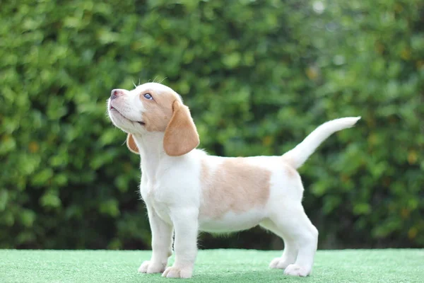 Cachorrinho Beagle Cor Branca Bronzeada Fundo Verde Com Espaço Cópia — Fotografia de Stock