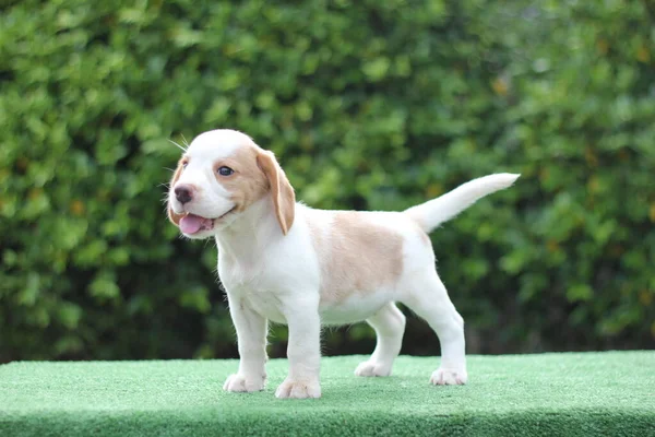 Bianco Tan Colore Beagle Cucciolo Sfondo Verde Con Spazio Copia — Foto Stock