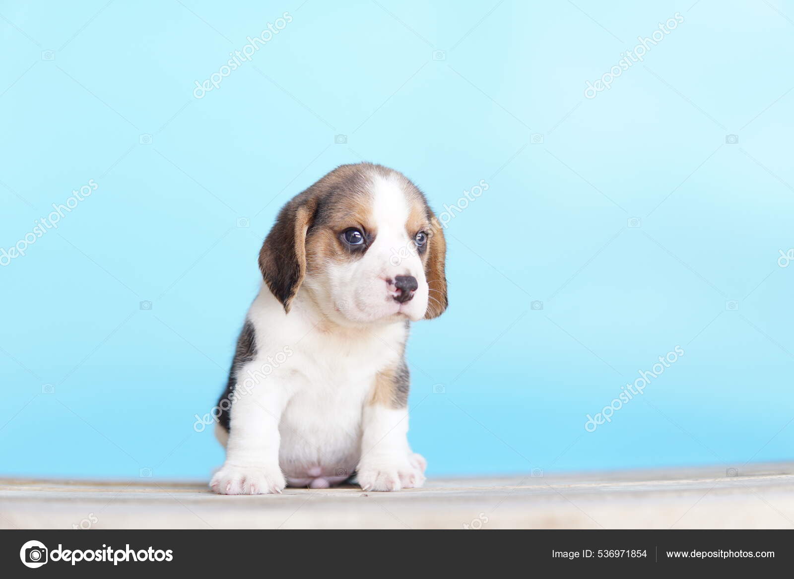 Why Do Beagles Smell