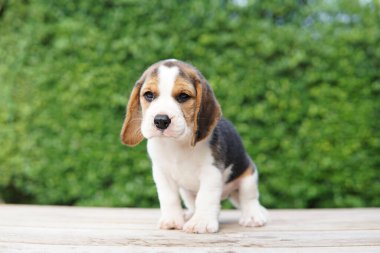 Tazı öncelikle av tavşanı için geliştirildi. Harika bir koku alma duyusu ve üstün takip içgüdüleri var. Metin için kopyalama alanı var. Av köpeklerinin burunları harikadır. Av köpekleri çeşitli araştırma prosedürlerinde kullanılır..