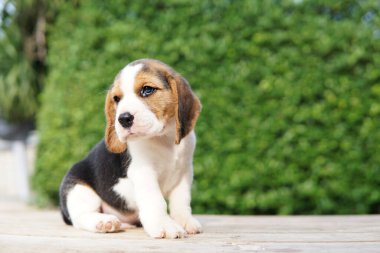 Beagle köpek yavrusu yerde oturuyor ve dört gözle bekliyor. Mavi yeşil arka planda sevimli bir köpek.                           