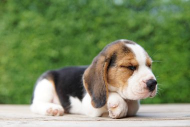 Tazı öncelikle av tavşanı için geliştirildi. Harika bir koku alma duyusu ve üstün takip içgüdüleri var. Metin için kopyalama alanı var. Av köpeklerinin burunları harikadır. Av köpekleri çeşitli araştırma prosedürlerinde kullanılır..