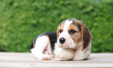 Tazı öncelikle av tavşanı için geliştirildi. Harika bir koku alma duyusu ve üstün takip içgüdüleri var. Metin için kopyalama alanı var. Av köpeklerinin burunları harikadır. Av köpekleri çeşitli araştırma prosedürlerinde kullanılır..