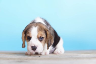 Tazı öncelikle av tavşanı için geliştirildi. Harika bir koku alma duyusu ve üstün takip içgüdüleri var. Metin için kopyalama alanı var. Av köpeklerinin burunları harikadır. Av köpekleri çeşitli araştırma prosedürlerinde kullanılır..
