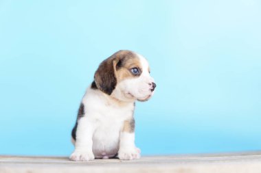 Tazı öncelikle av tavşanı için geliştirildi. Harika bir koku alma duyusu ve üstün takip içgüdüleri var. Metin için kopyalama alanı var. Av köpeklerinin burunları harikadır. Av köpekleri çeşitli araştırma prosedürlerinde kullanılır..