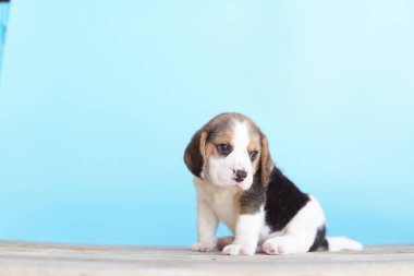 Tazı öncelikle av tavşanı için geliştirildi. Harika bir koku alma duyusu ve üstün takip içgüdüleri var. Metin için kopyalama alanı var. Av köpeklerinin burunları harikadır. Av köpekleri çeşitli araştırma prosedürlerinde kullanılır..