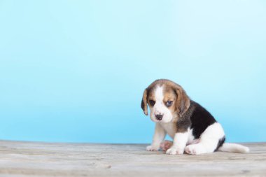 Tazı öncelikle av tavşanı için geliştirildi. Harika bir koku alma duyusu ve üstün takip içgüdüleri var. Metin için kopyalama alanı var. Av köpeklerinin burunları harikadır. Av köpekleri çeşitli araştırma prosedürlerinde kullanılır..